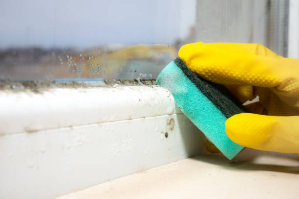 Best Insurance-Related Mold Remediation in Mineralwells, WV