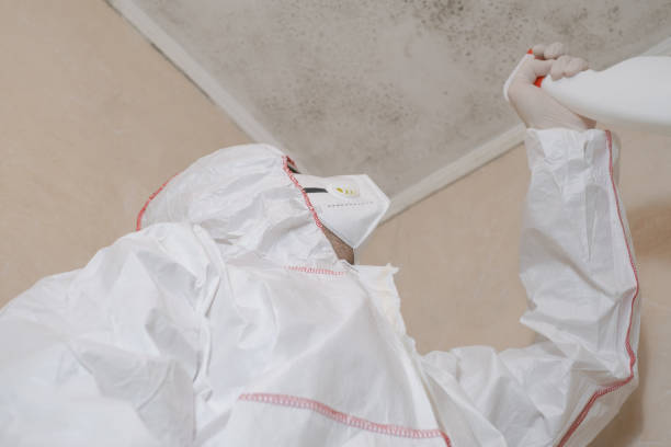 Best Insurance-Related Mold Remediation in Mineralwells, WV