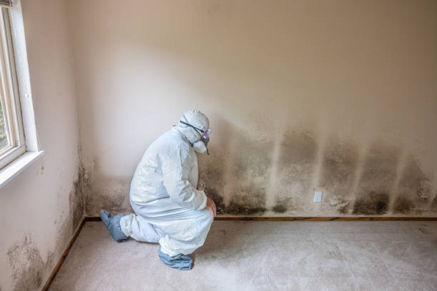 Best Emergency Mold Remediation in Mineralwells, WV